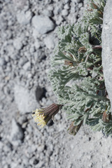 Chaenactis nevadensis