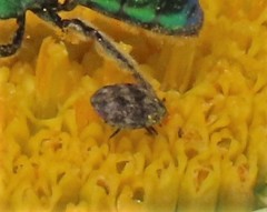 Cimicoidea