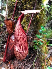 Nepenthes macfarlanei