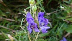 Aconitum fukutomei