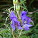 Scandent Monkshood - Photo (c) 原蟲, some rights reserved (CC BY-NC), uploaded by 原蟲