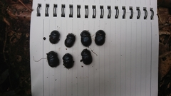 Phelotrupes formosanus