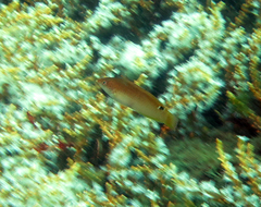 Austrolabrus maculatus