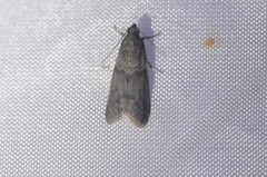 Ectomyelois ceratoniae