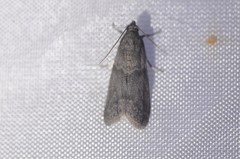 Ectomyelois ceratoniae