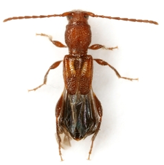 Molorchus bimaculatus semiustus