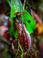 Nepenthes macfarlanei