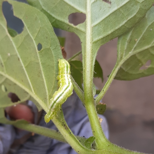 photo of Cabbage Looper Moth (Trichoplusia ni)