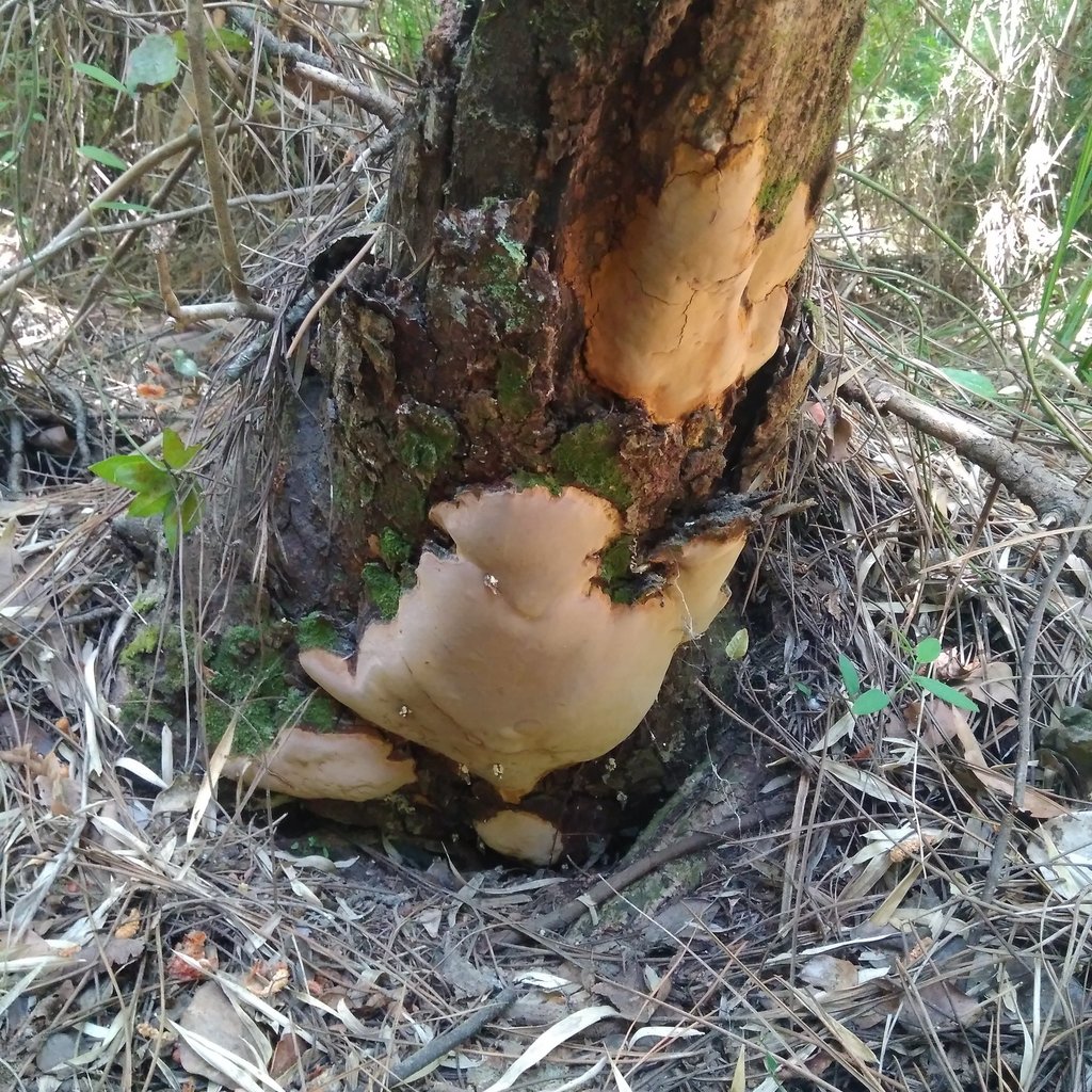Fomitiporia chilensis