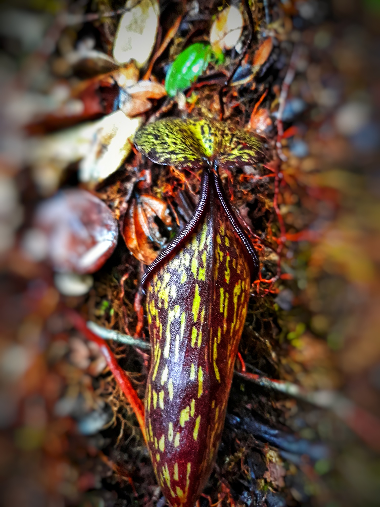Nepenthes spectabilis