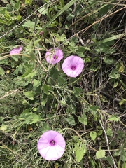 Convolvulus althaeoides althaeoides