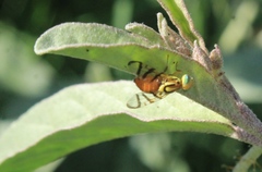 Zonosemata vittigera