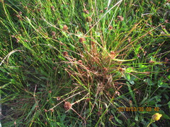 Juncus caespiticius