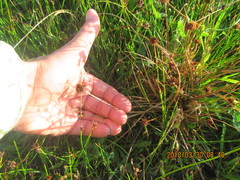 Juncus caespiticius