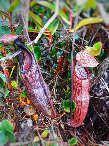 Pitcher plant (Nepenthes macfarlanei)