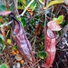 Nepenthes macfarlanei - Photo (c) Asliza, some rights reserved (CC BY-NC), uploaded by Asliza