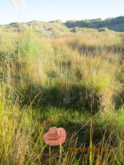 Juncus caespiticius