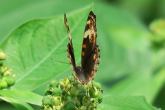 Junonia orithya wallacei