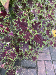 Coleus scutellarioides