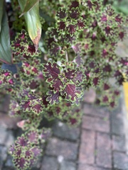 Coleus scutellarioides