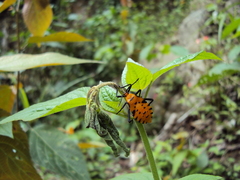 Sephina