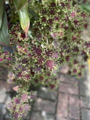 Coleus scutellarioides