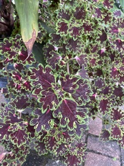 Coleus scutellarioides