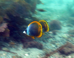 Chaetodon flavirostris
