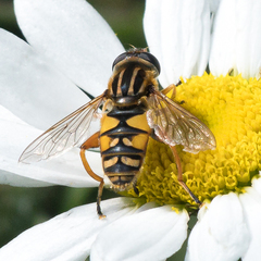 Helophilus intentus