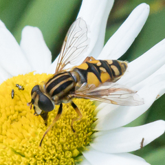 Helophilus intentus