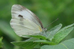 Pieris canidia canidia