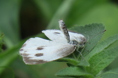 Pieris canidia canidia