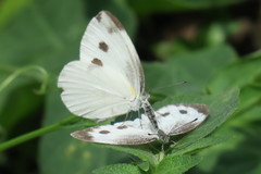 Pieris canidia canidia