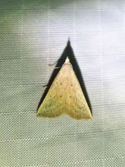 Macrochilo louisiana