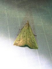 Macrochilo louisiana