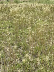 Taeniatherum