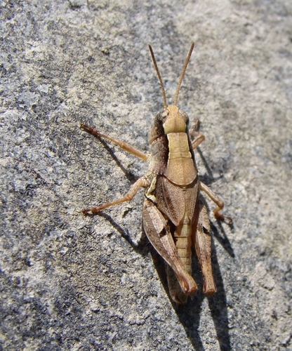 New Zealand Grasshopper