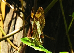 Adelpha basiloides