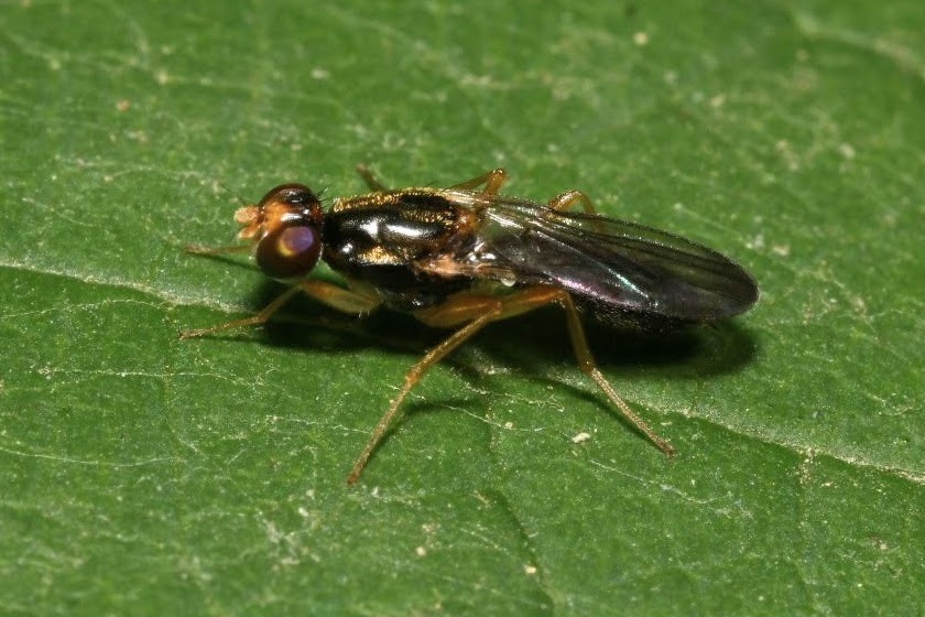 Chyliza nova