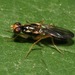 Chyliza nova - Photo 由 Gábor Keresztes 所上傳的 (c) Gábor Keresztes，保留部份權利CC BY-NC