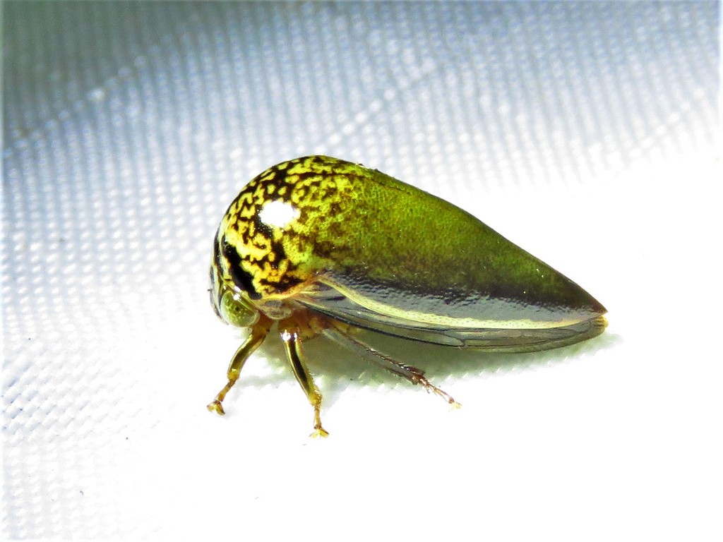 Treehopper