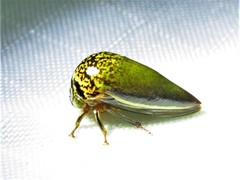 Stictopelta marmorata