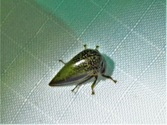 Stictopelta marmorata