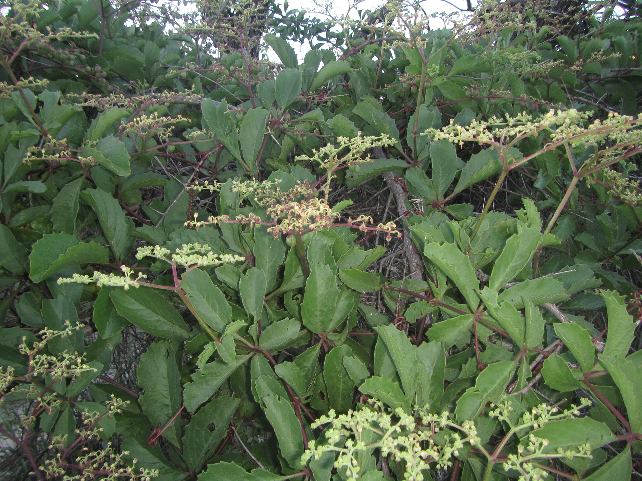Cyphostemma congestum