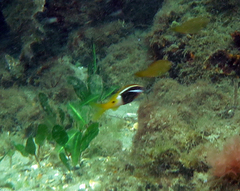 Parupeneus barberinoides