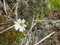 Celmisia laricifolia