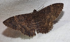 Feigeria xylia