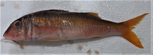 Bearfish (Mulloidichthys martinicus) — Mullidae — 3