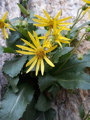Senecio fremontii