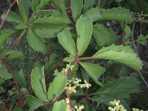 Cyphostemma congestum